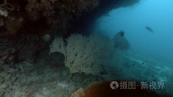 屋檐下的生活珊瑚礁视频
