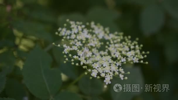 欧洲黑长老或接骨木莓花开花视频