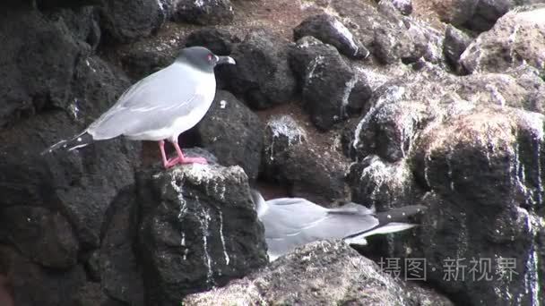 加拉帕戈斯群岛鸟海鸥视频
