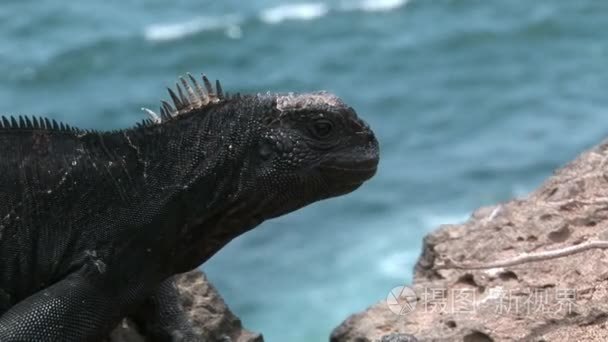 加拉帕戈斯群岛洛矶海岸的鬣蜥视频