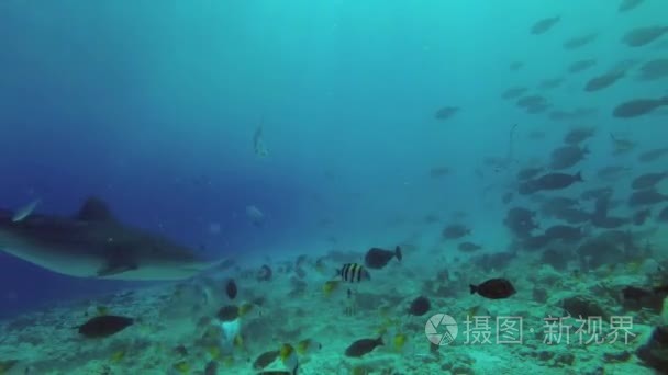 虎鲨游过礁石视频