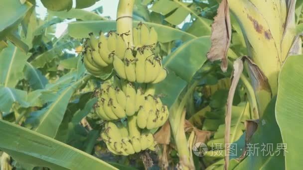 香蕉种植树上的香蕉视频
