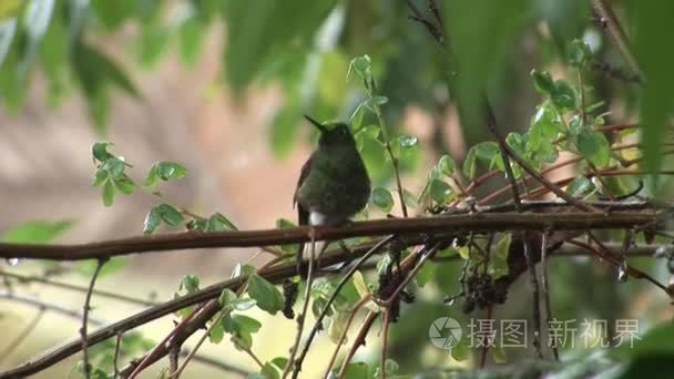 加拉帕戈斯岛上的猕猴桃鸟视频