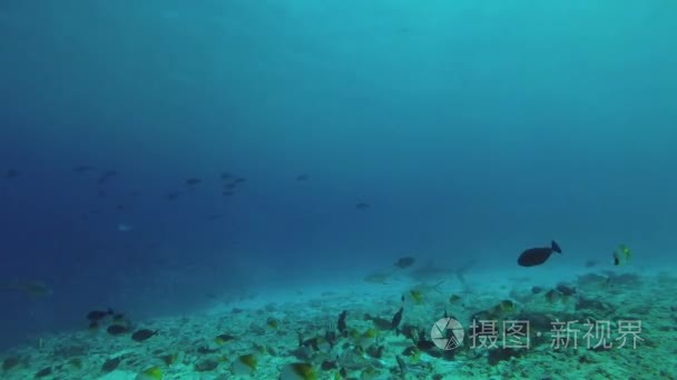虎鲨巡航海底寻找食物视频