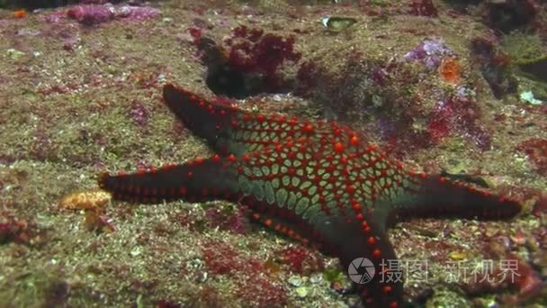 加拉帕戈斯海床海底海星视频