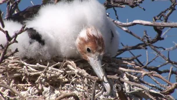 在加拉帕戈斯群岛的鸟巢里的鸟视频