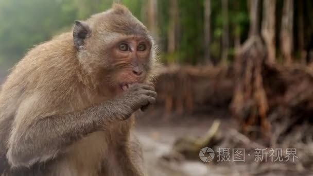 泰国人类游客食用的猴子视频