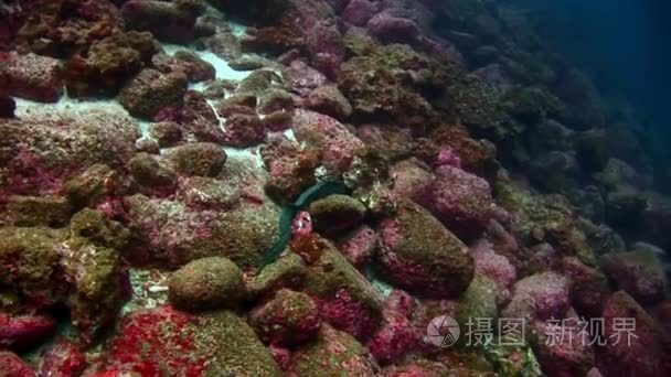 加拉帕戈斯绿松石泻湖水下海鳗视频