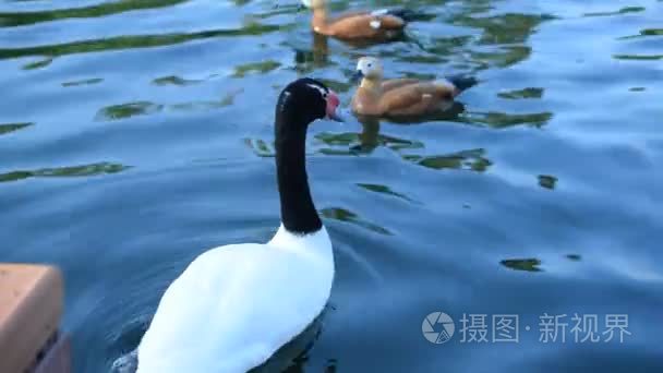 黑颈天鹅在池塘里游泳视频