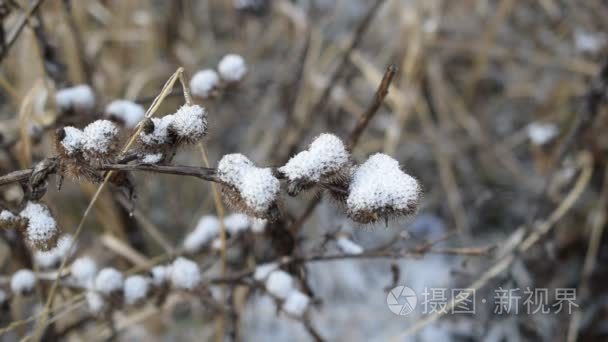 牛蒡在冬天白雪覆盖视频