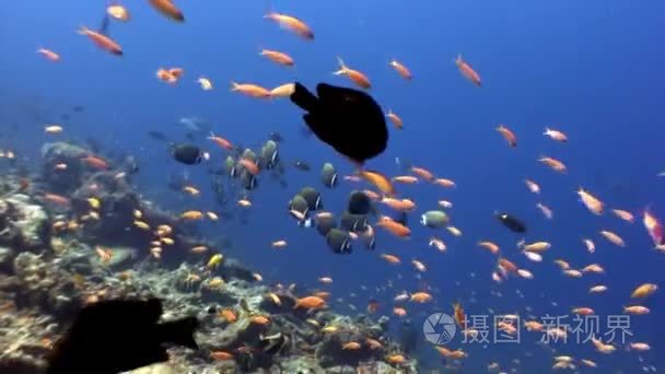 海洋海洋水下天然水族馆视频