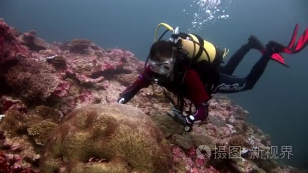 在马尔代夫的水下海床形式的潜水员和硬圆形珊瑚脑