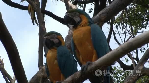 加拉帕戈斯群岛水上的绿鹦鹉鸟视频