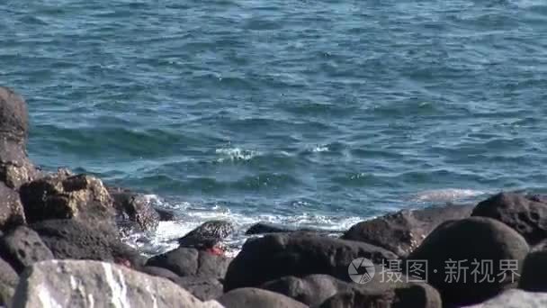 海浪在加拉帕戈斯群岛沿岸视频