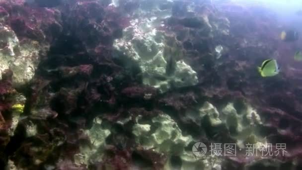 加拉帕戈斯群岛海底鱼类视频