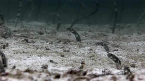 在加拉帕戈斯群岛海底海鳗海鳗视频