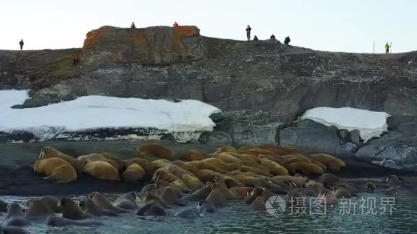 海象和人们环保人士对北冰洋海岸直升机航空视图