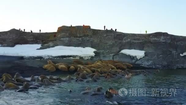 海象和人们环保人士对北冰洋海岸直升机航空视图