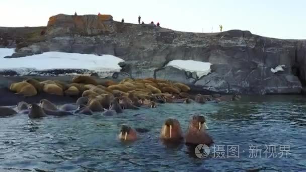 海象和人们环保人士对北冰洋海岸直升机航空视图