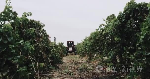 葡萄园中间葡萄的采集机视频