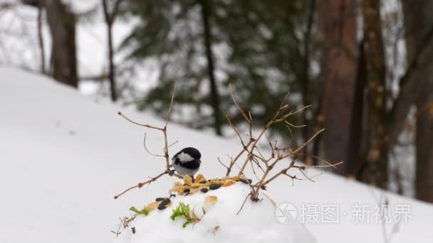 山雀饲养者在森林里视频