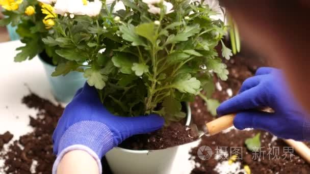 年轻女子补植花视频