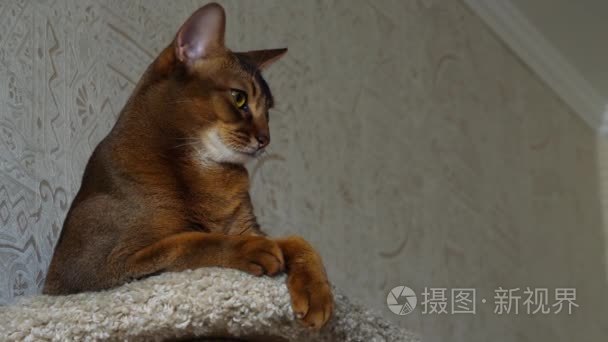 阿比西尼亚猫肖像视频