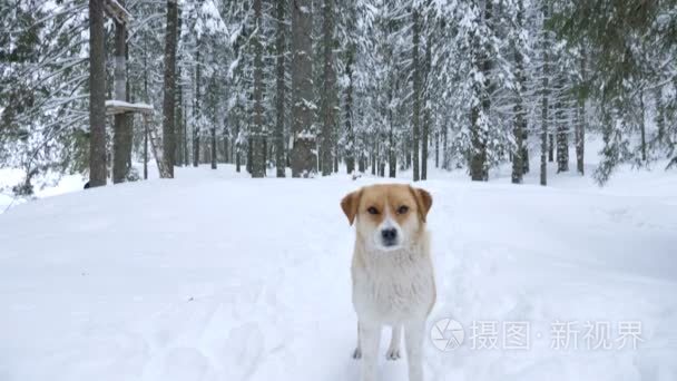 美丽的狗在冬天森林里玩耍视频