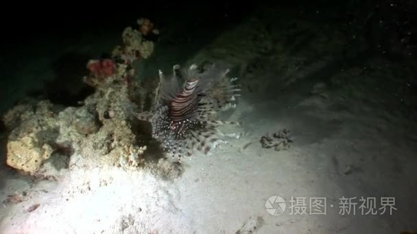 大型捕食者常见条狮子鱼 Pterois volitans 在红海捕鱼