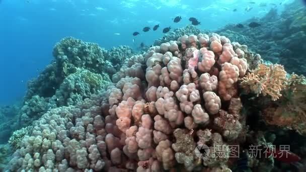 红海海底珊瑚视频