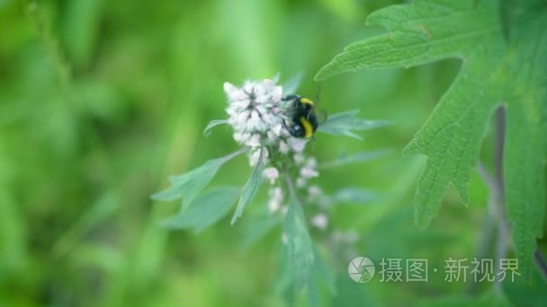 益母草花与大黄蜂在它视频