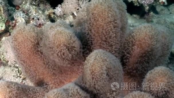 红海海底珊瑚视频