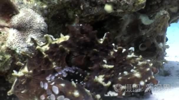 爱的情侣伪装的章鱼藏在珊瑚水下红海