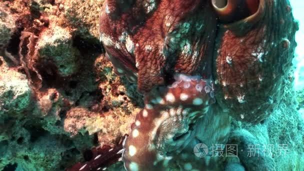 00:05蓝贝海峡夜晚沙滩上的深色章鱼视频1080p- 00:07厨师在餐馆煮