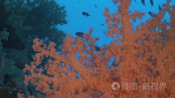 水下放松视频关于红海珊瑚礁视频