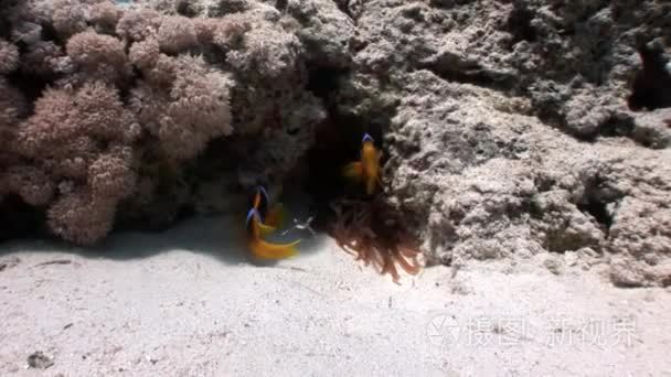 水下红海小丑鱼视频