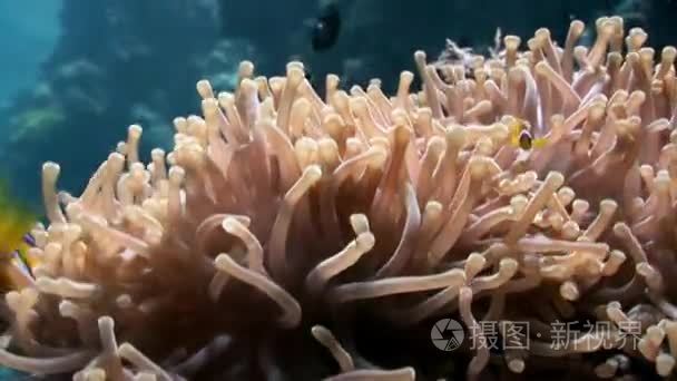 红海水下海葵小丑鱼视频