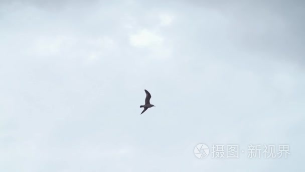 海鸥在灰色天空前飞越公路桥梁视频