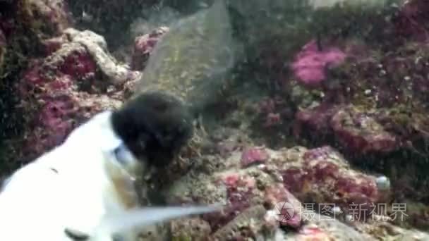 黑海海鳗在马尔代夫海底吃鱼粮视频