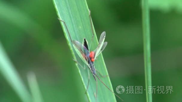 Stenodema 是盲蝽科家族中的真虫属  宏草本  肚皮上的鸡蛋