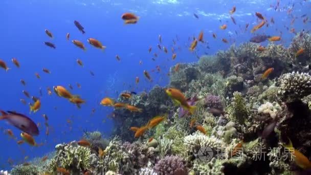 珊瑚礁水下红海明亮橙色鱼学校视频