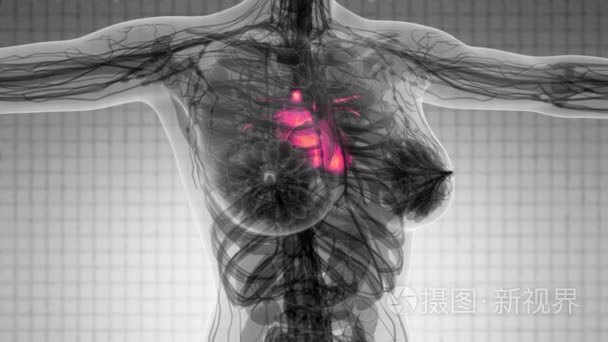 人体心脏的科学解剖扫描视频