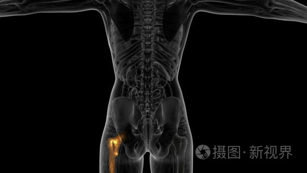 髋骨解剖学医学扫描视频