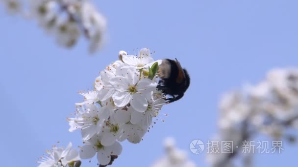 大黄蜂收集花蜜