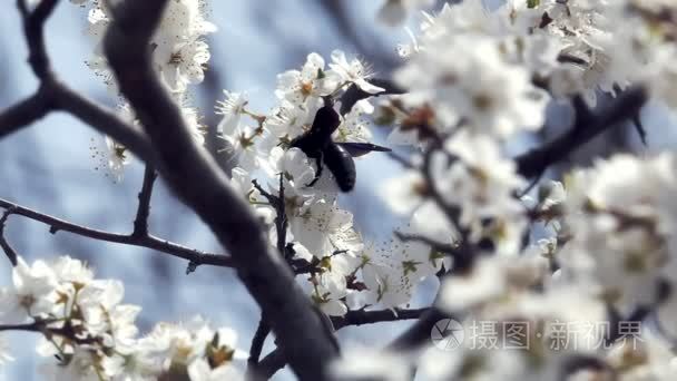 大黄蜂收集花蜜