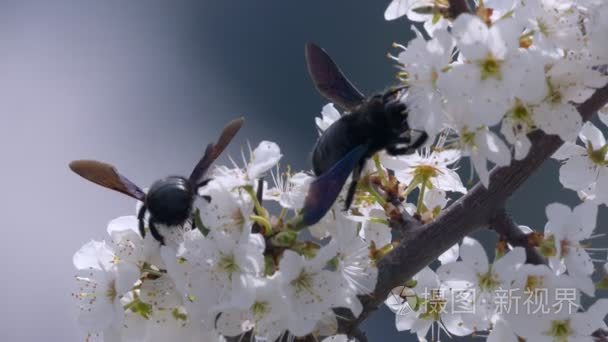 大黄蜂收集花蜜