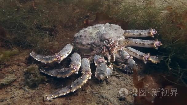 大王蟹在巴伦支海水下觅食视频