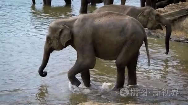 几个大大象站在公园的池塘里视频