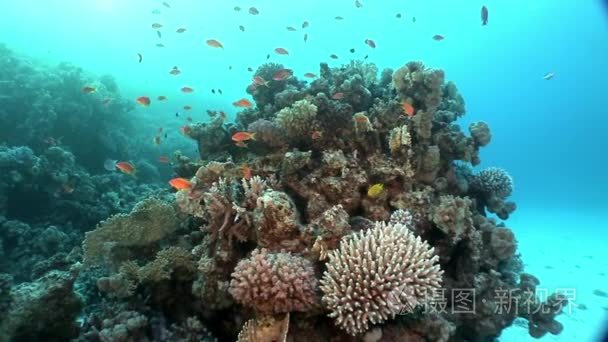 红海海底珊瑚视频