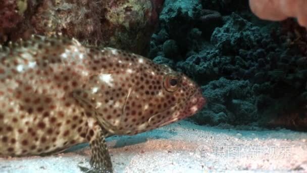珊瑚水下红海明亮斑点鱼视频